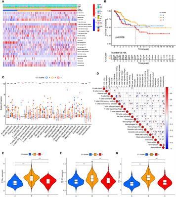 Cervical cancer immune infiltration microenvironment identification, construction of immune scores, assisting patient prognosis and immunotherapy